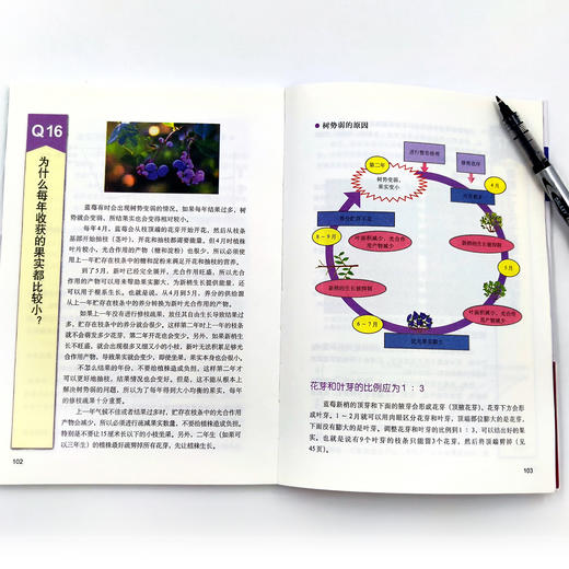 图说蓝莓整形修剪与12月栽培管理【中国农业出版社官方正版】 商品图4