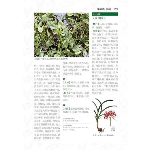 (仓发) 本草纲目：真品插图典藏版/健康爱家系列/江苏凤凰科学技术出版社/[明]李时珍/9787571307080 商品图5