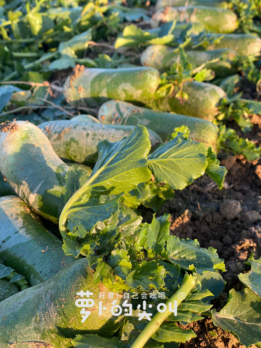 CCTV常驻嘉宾！【萝卜的尖叫】好萝卜自己会吆喝 ！平均糖度近10度 口感鲜嫩 甘甜回味 爽脆迷人 除部分偏远地区全国包邮 商品图7