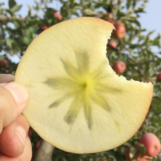 新疆阿克苏 冰糖心苹果 8.5-9斤装 顺丰/京东 商品图1