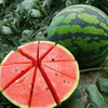 西双版纳麒麟大西瓜 商品缩略图2