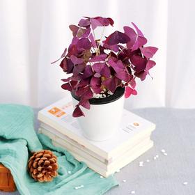 桌面小绿植|点缀空间的绿色宝贝