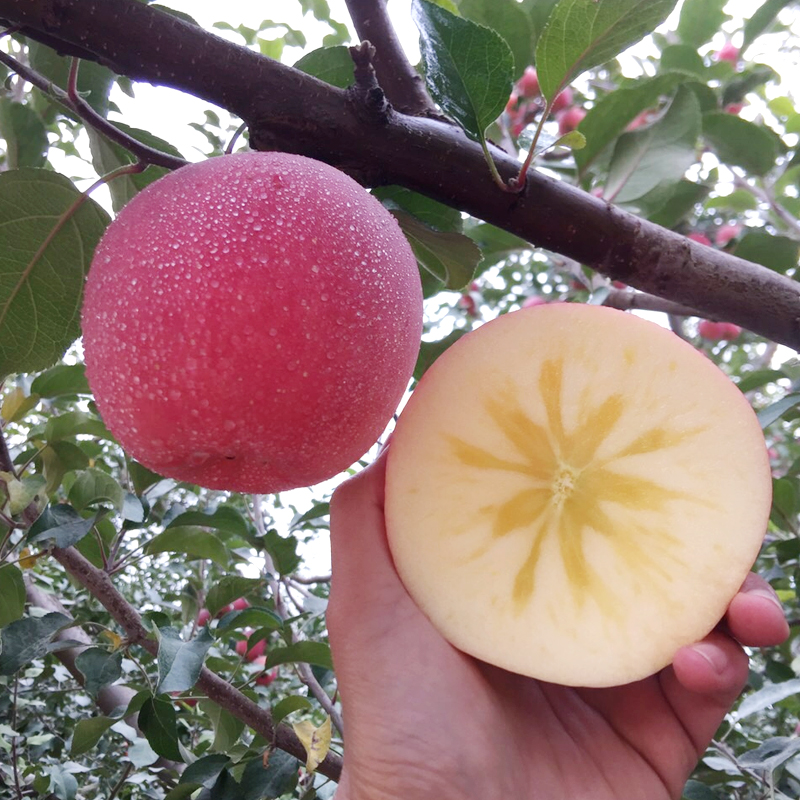 新疆阿克苏 冰糖心苹果 8.5-9斤装 顺丰/京东