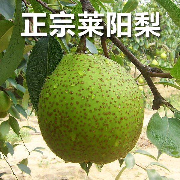 【山东经典音乐广播专享】正宗莱阳梨礼盒装！莱阳梨核心产区！五斤装