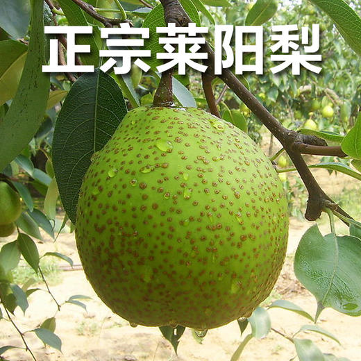 【音乐广播专享】正宗莱阳梨礼盒装！莱阳梨核心产区！五斤装 商品图0