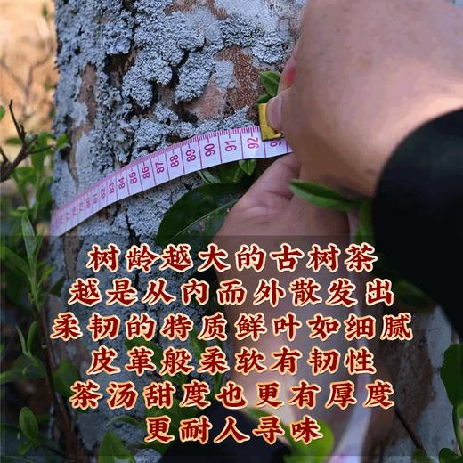 2022年春茶 冰岛地界古树醇料茶普洱生茶饼357g/饼 商品图4