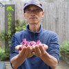 生态大马士革玫瑰花 | 合作生产 *Ecological Damascus rose 商品缩略图3