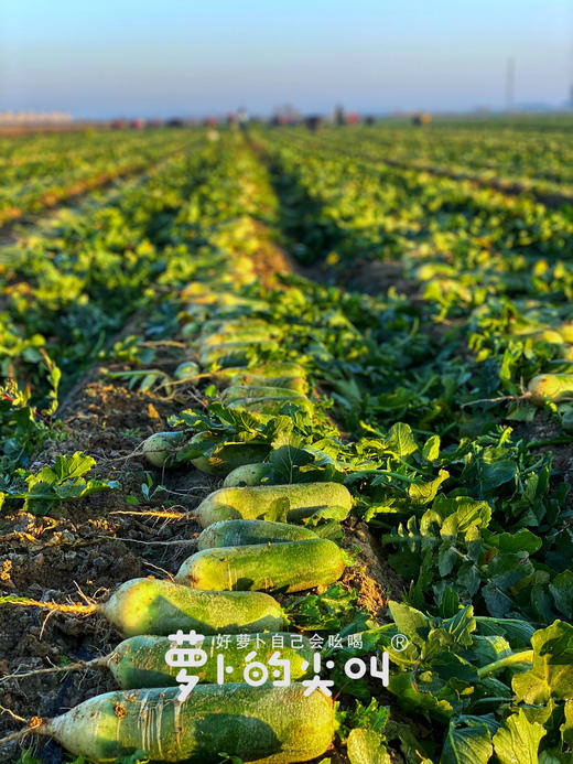 CCTV常驻嘉宾！【萝卜的尖叫】好萝卜自己会吆喝 ！平均糖度近10度 口感鲜嫩 甘甜回味 爽脆迷人 除部分偏远地区全国包邮 商品图2