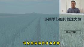 多雨季节如何管理大葱