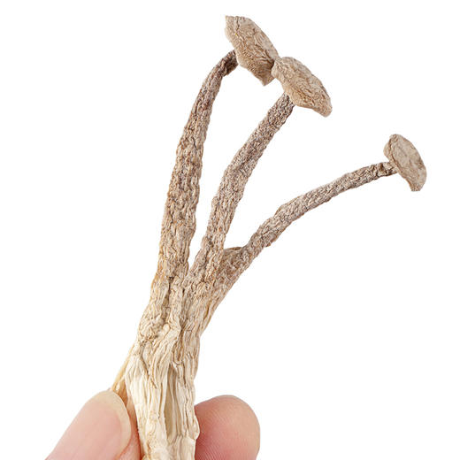 【拍1发2】福东海 干品鹿茸菇250克 商品图4