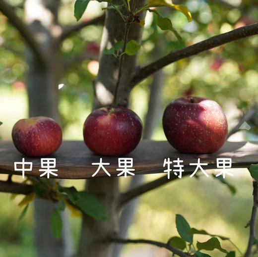 【高原太阳斑糖心苹果 】脆甜多汁 果味浓郁/生态种植不套袋不打蜡 糖心率80% 现摘现发 顺丰包邮 商品图10