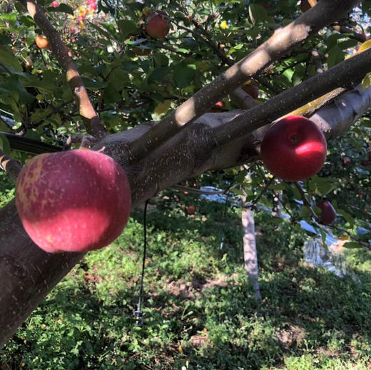 【高原太阳斑糖心苹果 】脆甜多汁 果味浓郁/生态种植不套袋不打蜡 糖心率80% 现摘现发 顺丰包邮 商品图8