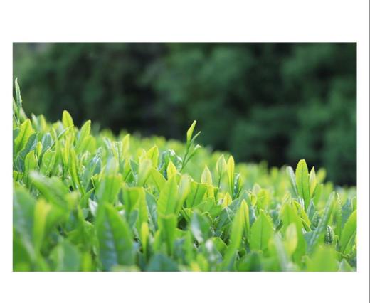 星野青森 商品图8