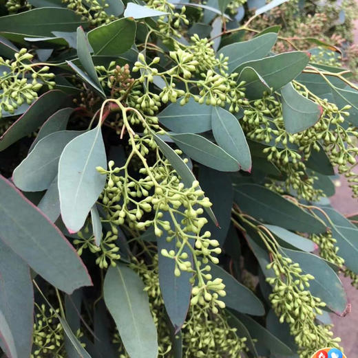 带果尤加利叶 商品图0