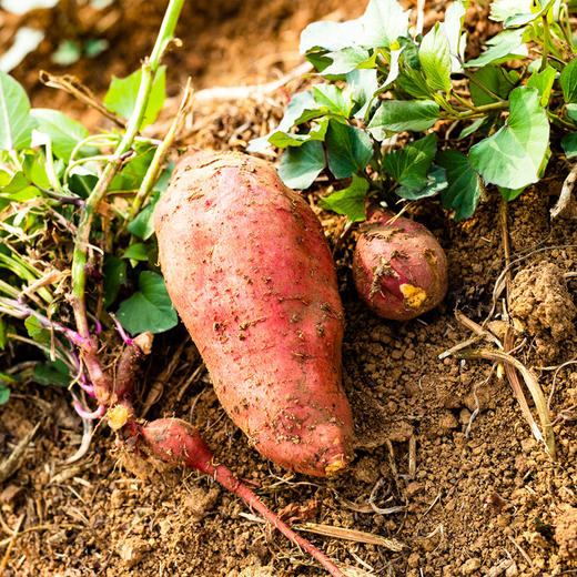 【预售】六合红薯5斤 线上（只发南京） 商品图0