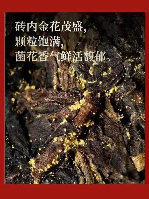 白沙溪•大师臻藏／白沙溪建厂80周年纪念茶（双十一∥买一赠一）赠尚明焖壶一个，限量50份 商品图6