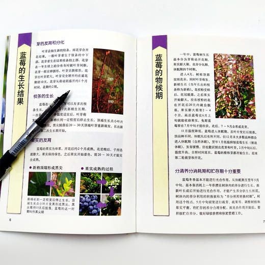 图说蓝莓整形修剪与12月栽培管理【中国农业出版社官方正版】 商品图2