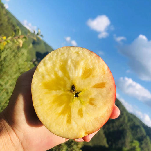 【高原太阳斑糖心苹果 】脆甜多汁 果味浓郁/生态种植不套袋不打蜡 糖心率80% 现摘现发 顺丰包邮 商品图1