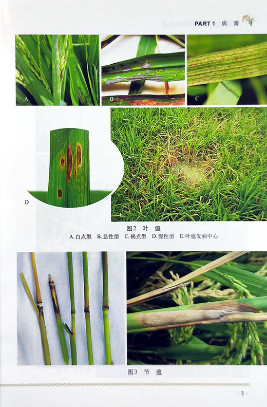 水稻病虫害绿色防控彩色图谱【园艺学会】 商品图4