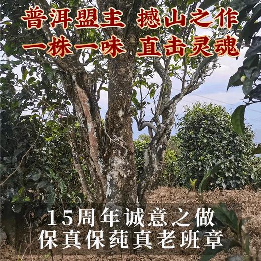 2022年春茶老班章古树醇料生茶饼357g/饼 商品图3