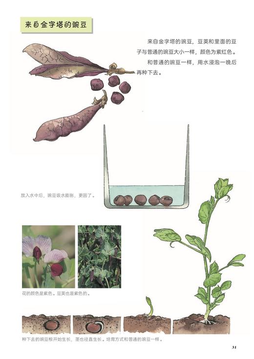 【中国农业出版社】我的自然观察图鉴:桌子上的植物园 9787109284555 自然观察 桌子 植物园 图鉴 观察笔记 自然 课堂笔记 商品图4