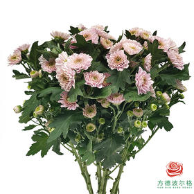 多头小菊 夜莺