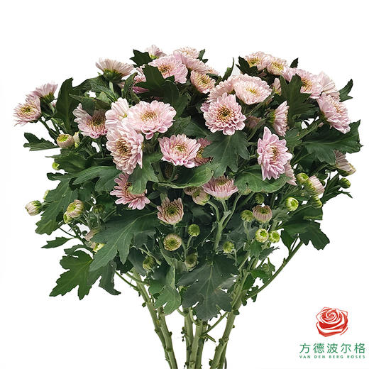 多头小菊 夜莺 商品图0