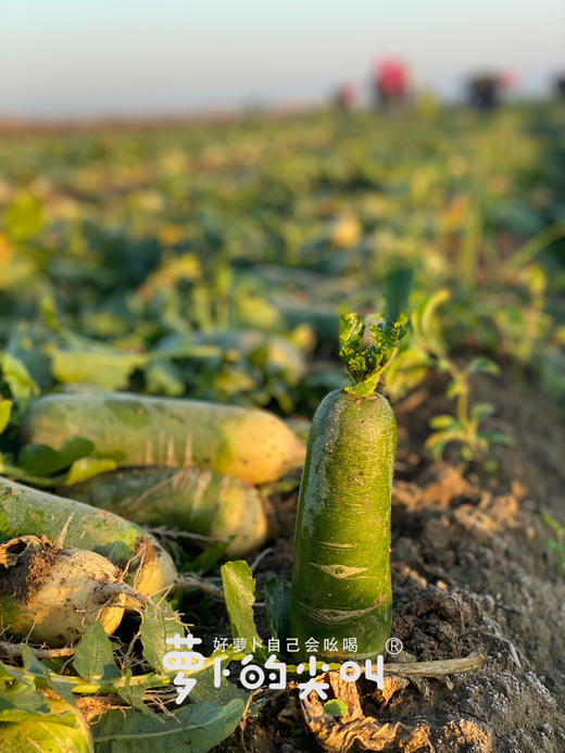 CCTV常驻嘉宾！【萝卜的尖叫】好萝卜自己会吆喝 ！平均糖度近10度 口感鲜嫩 甘甜回味 爽脆迷人 除部分偏远地区全国包邮 商品图1