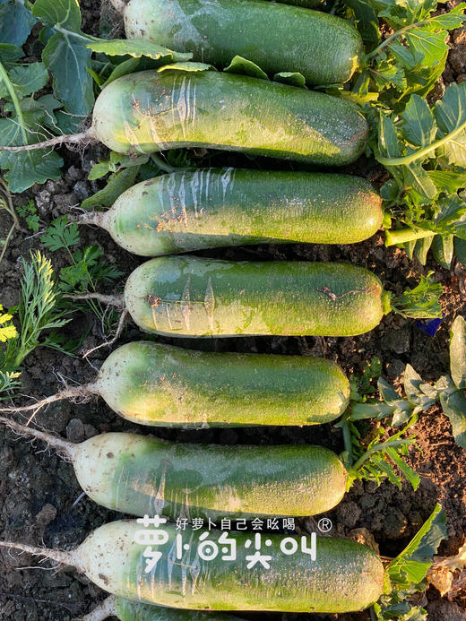 CCTV常驻嘉宾！【萝卜的尖叫】好萝卜自己会吆喝 ！平均糖度近10度 口感鲜嫩 甘甜回味 爽脆迷人 除部分偏远地区全国包邮 商品图0