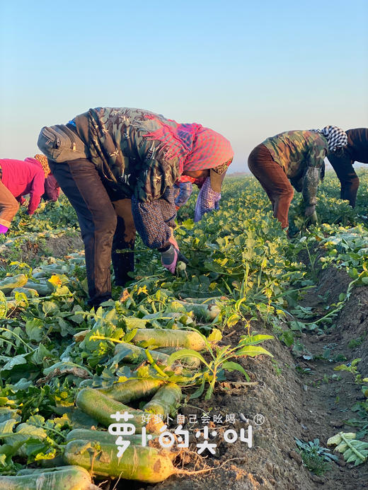 CCTV常驻嘉宾！【萝卜的尖叫】好萝卜自己会吆喝 ！平均糖度近10度 口感鲜嫩 甘甜回味 爽脆迷人 除部分偏远地区全国包邮 商品图5