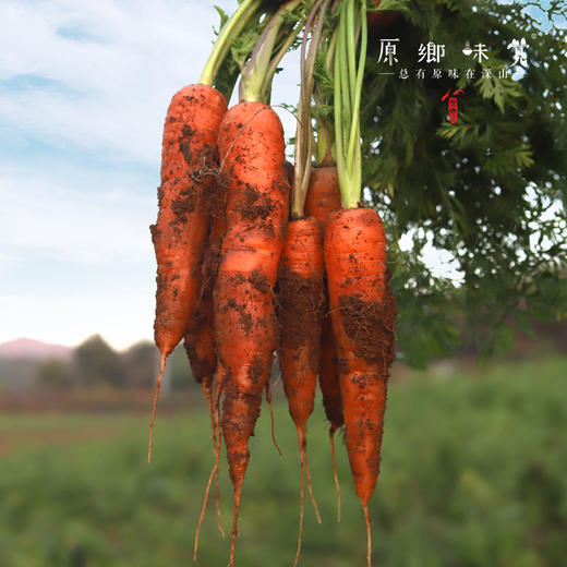 有机胡萝卜（基地直发-顺丰包邮） | 3斤，5斤，来自云南昆明，生产者：王建钧【合作生产，公平贸易 商品图4
