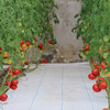 农家莓莓番茄  酸甜多汁  水果西红柿  适合生吃  一口爆浆 450g×3礼盒装 商品缩略图6
