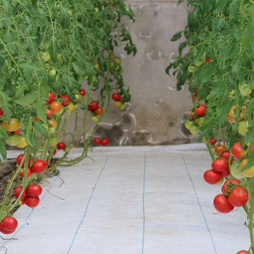 农家莓莓番茄  酸甜多汁  水果西红柿  适合生吃  一口爆浆 450g×3礼盒装 商品图6