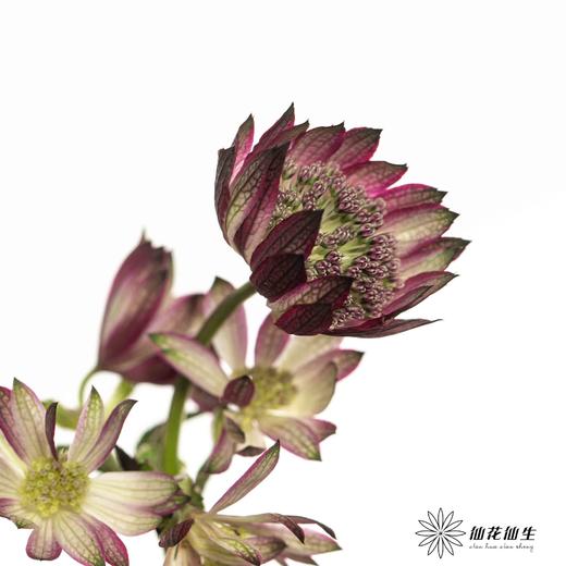 肯尼亚花材 | 星芹非洲之星 Star Of Flame 商品图1