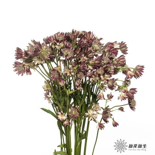 肯尼亚花材 | 星芹非洲之星 Star Of Flame 商品图3