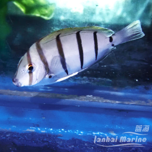 马代斑马吊 商品图3