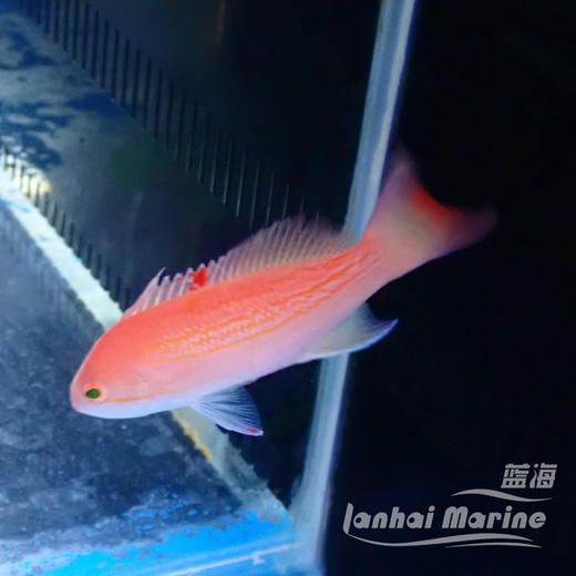 红点宝石 商品图4