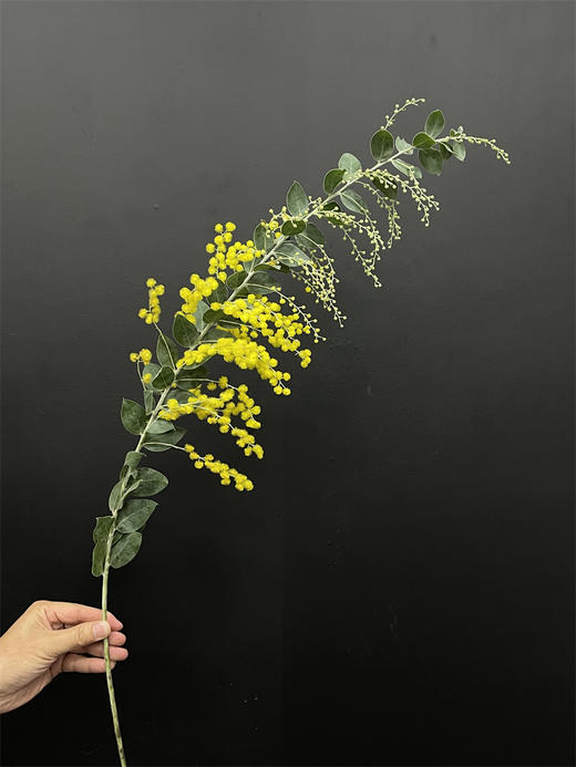 小众配花金合欢金玉满堂5支 商品图5