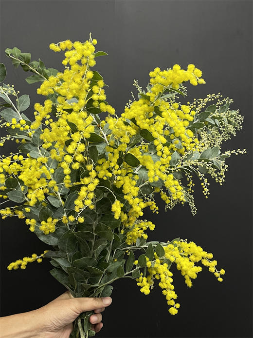 小众配花金合欢金玉满堂5支 商品图3