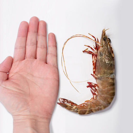 野生红爪虾 240g5-6只 手掌大的虾 商品图2