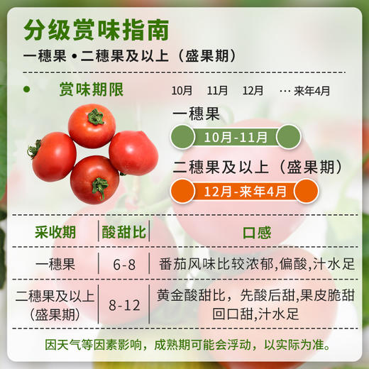 农家莓莓番茄  酸甜多汁  水果西红柿  适合生吃  一口爆浆  450g 商品图1