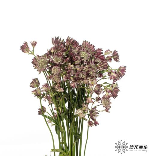 肯尼亚花材 | 星芹非洲之星 Star Of Flame 商品图4