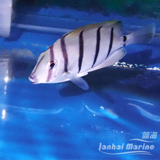 马代斑马吊 商品图4