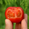 农家莓莓番茄  酸甜多汁  水果西红柿  适合生吃  一口爆浆  450g 商品缩略图5
