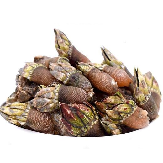 【预定】鹅颈藤壶 佛手螺 商品图0