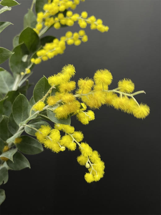 小众配花金合欢金玉满堂5支 商品图6