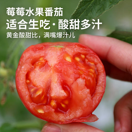 农家莓莓番茄  酸甜多汁  水果西红柿  适合生吃  一口爆浆  450g 商品图0