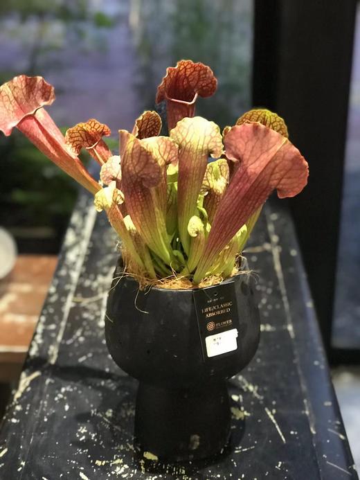 瓶子草 商品图0