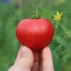农家莓莓番茄  酸甜多汁  水果西红柿  适合生吃  一口爆浆  450g 商品缩略图4