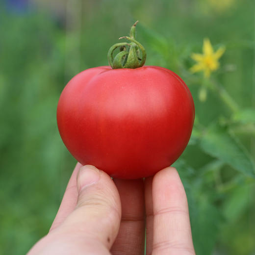 农家莓莓番茄  酸甜多汁  水果西红柿  适合生吃  一口爆浆 450g×3礼盒装 商品图4